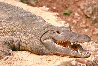 Krokodil frisst mensch