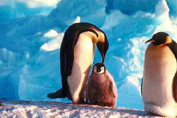 Pinguine: Die tauchenden Vögel im Tierlexikon - [GEOLINO]