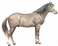 Mustang