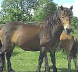 Exmoor Ponies in Conservation - The Gait Barrows Herd