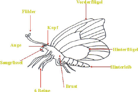 Bedeutet schmetterling was Schmetterlinge